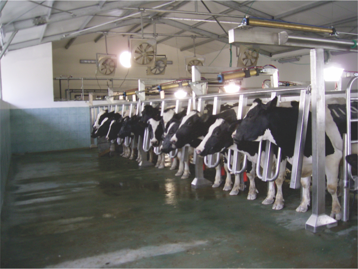 Vansun Milking Parallel Cow Parlor