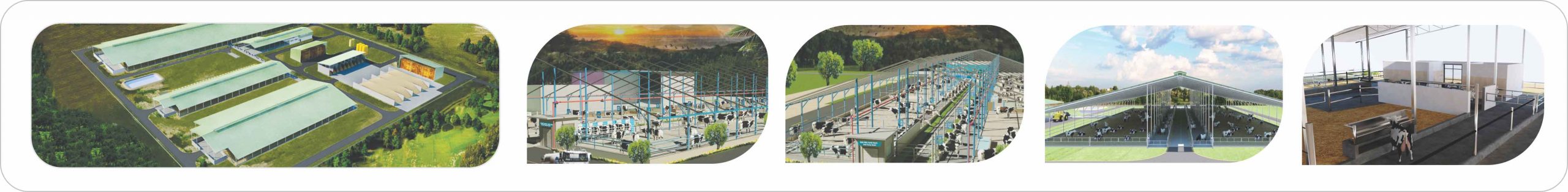 Turnkey Dairy Farm Projects
