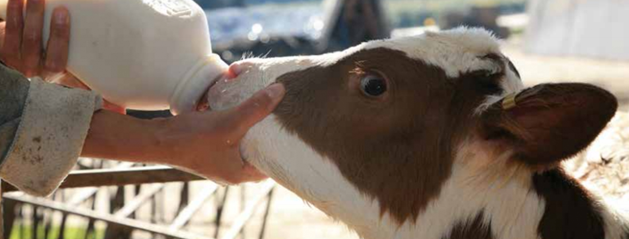 Calf Milking Bottle