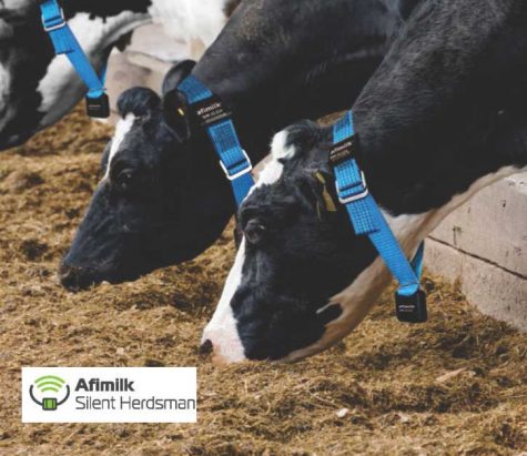 Afimilk Neck Collar with Rumination