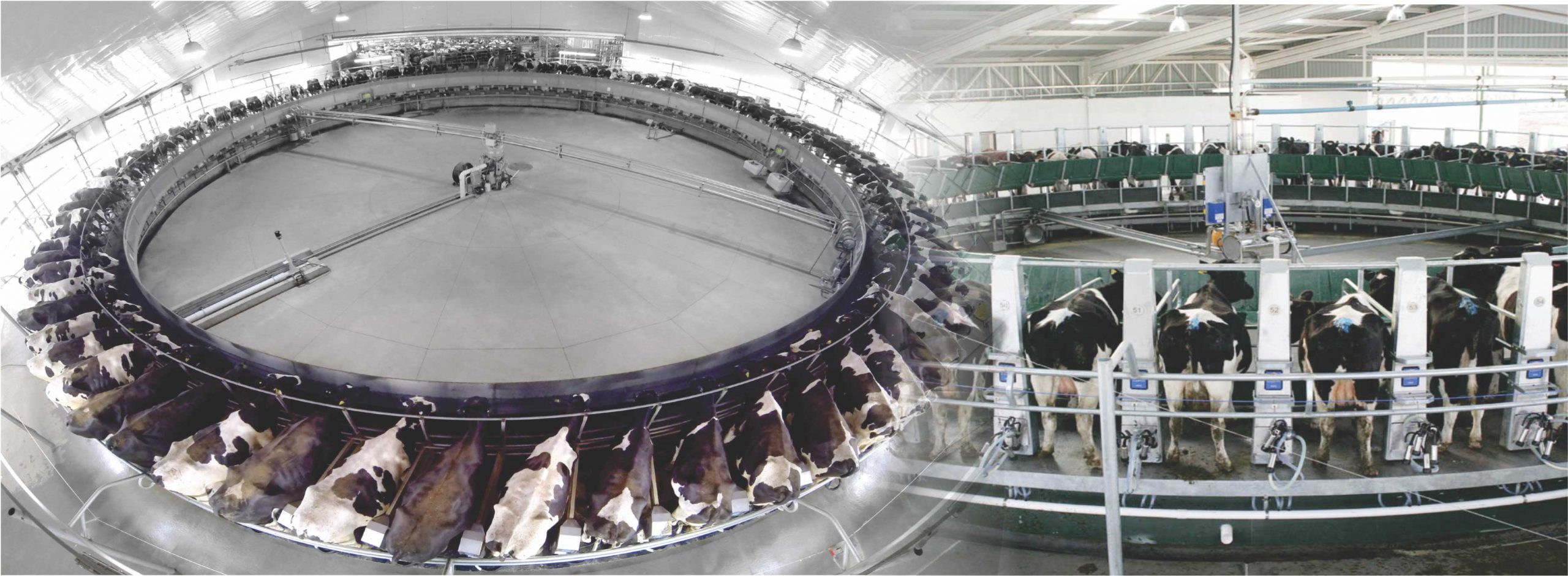 Rotary Automatic Milking Parlor