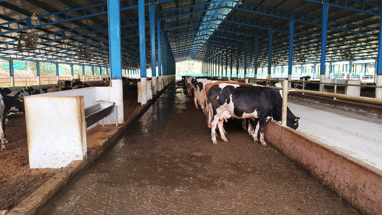 Cow Water Troughs