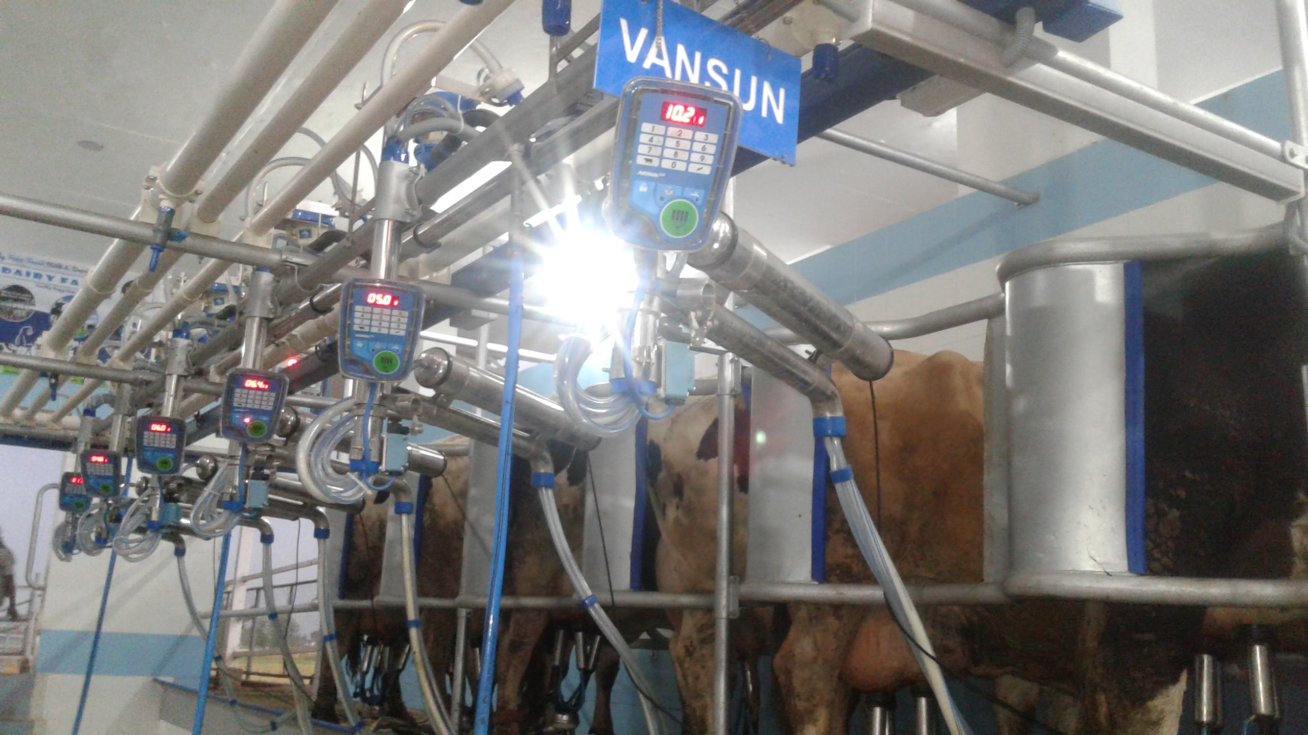Parallel Parlor Milking System