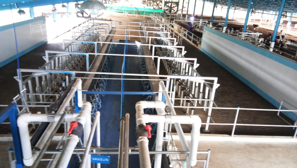Vansun parallel Milking Parlor Working