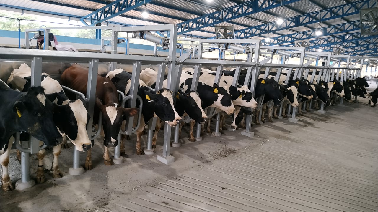 Parallel Parlor Milking Systems