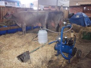 Benefits of Milking Machines for Cows