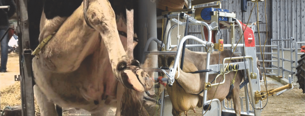 Buy Cow Hoof Trimming Machine India